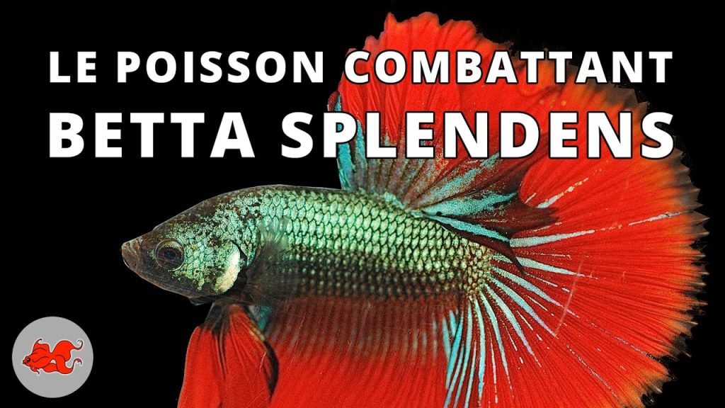 Poisson combattant Betta splendens Annie Roi