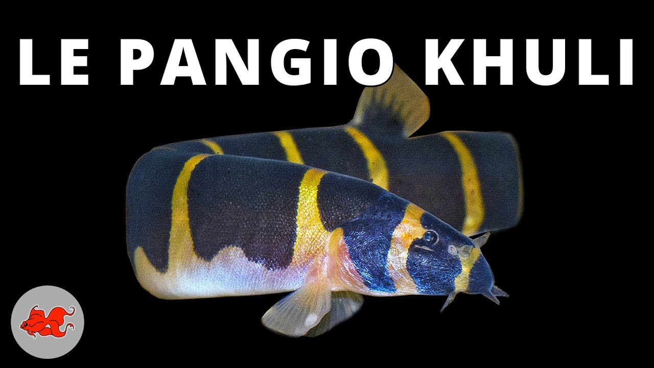 Pangio khuli