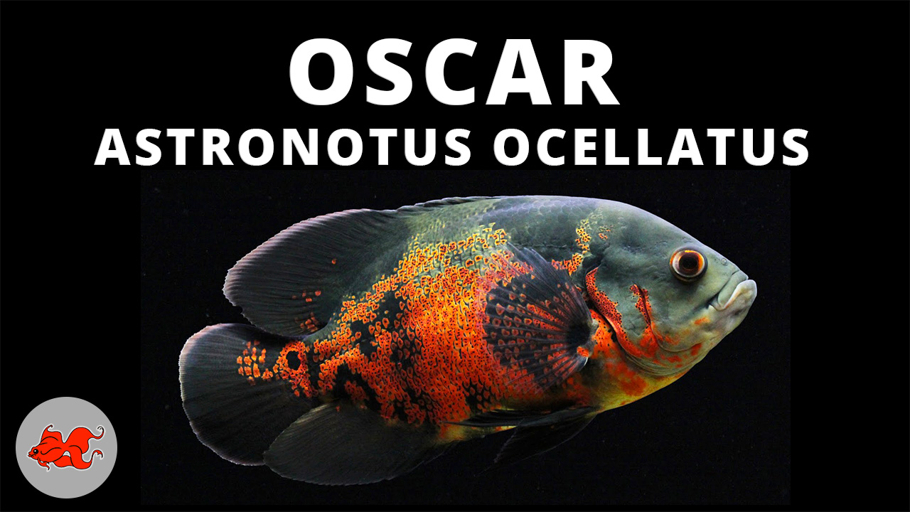 Oscar Astronotus ocelattus