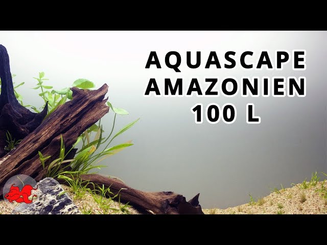Aquarium aquascaping amazonien
