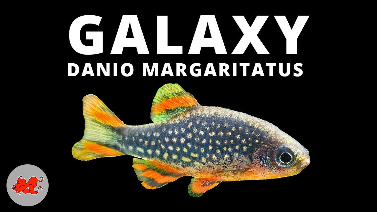 Galaxy Danio margaritatus