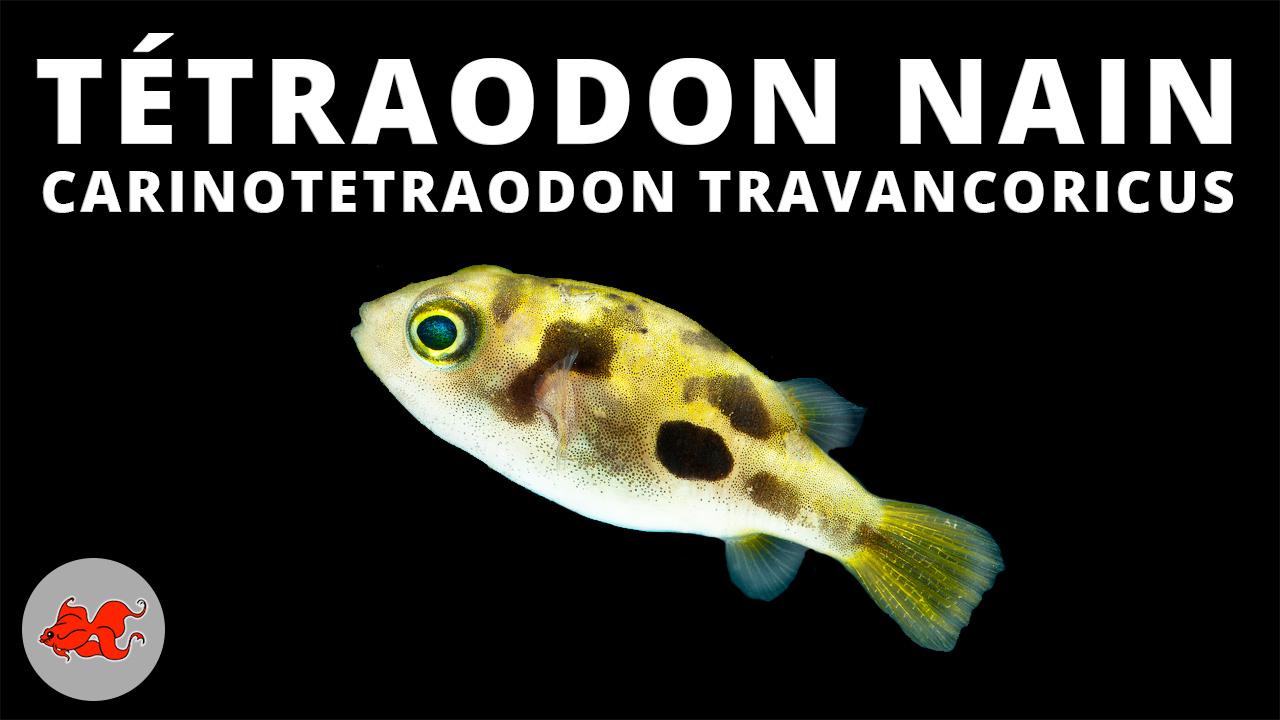 Tetraodon nain - Carinotetraodon travancoricus