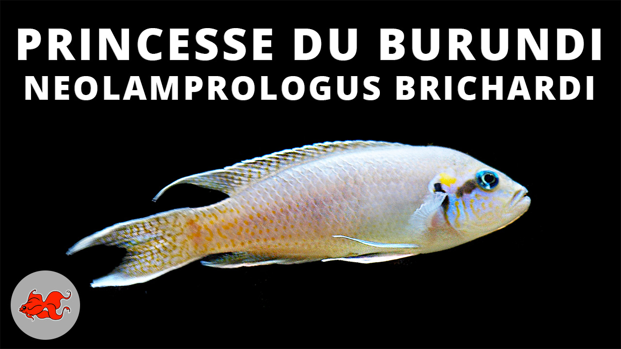 Princesse du Burundi - Neolamprologus brichardi