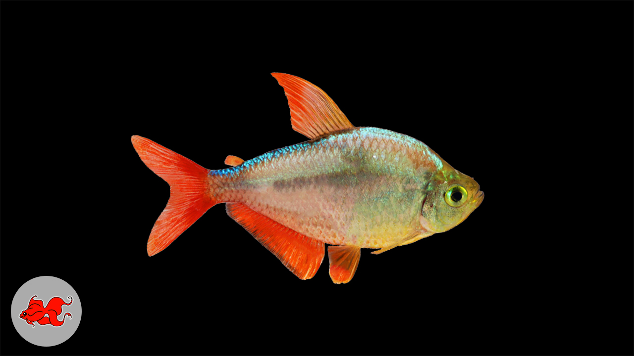 Poisson d'aquarium - Hyphessobrycon columbianus