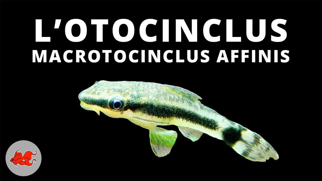 Otocinclus - Macrotoncinclus affinis