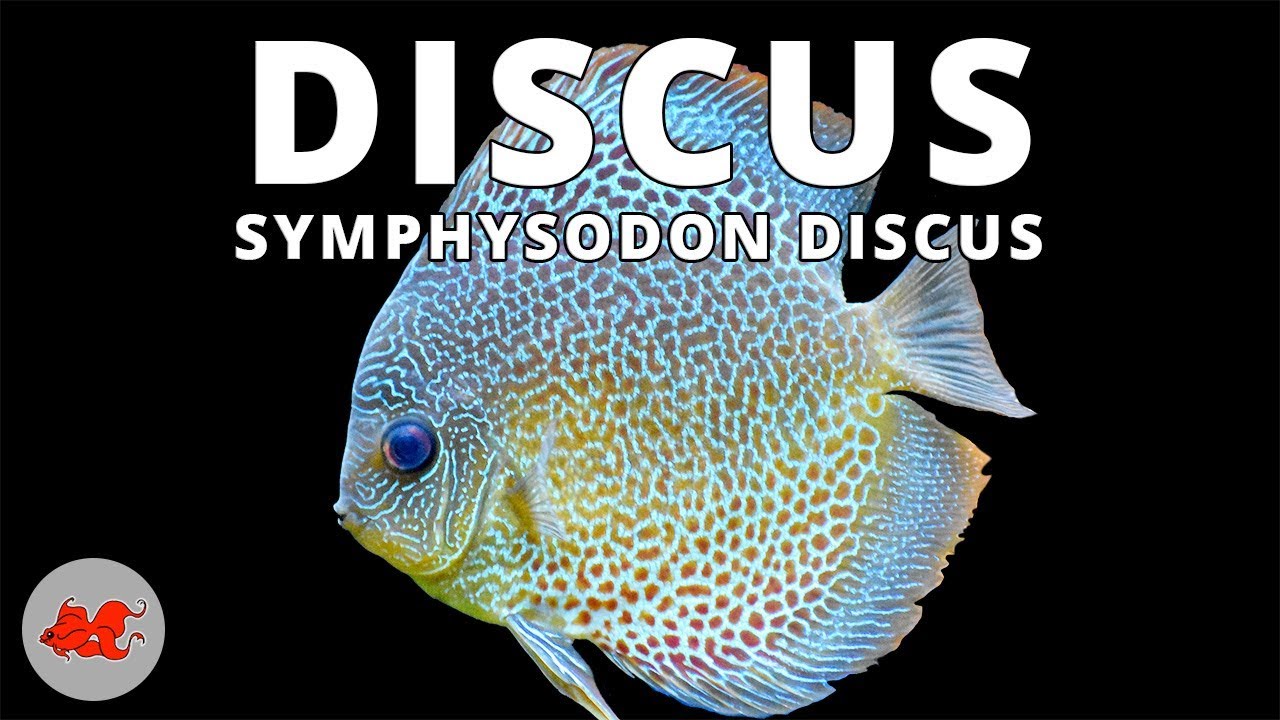 Discus - Symphysodon discus