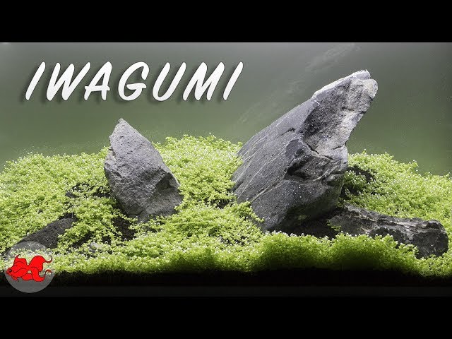 Aquarium Iwagumi aquascaping lepoissonrouge
