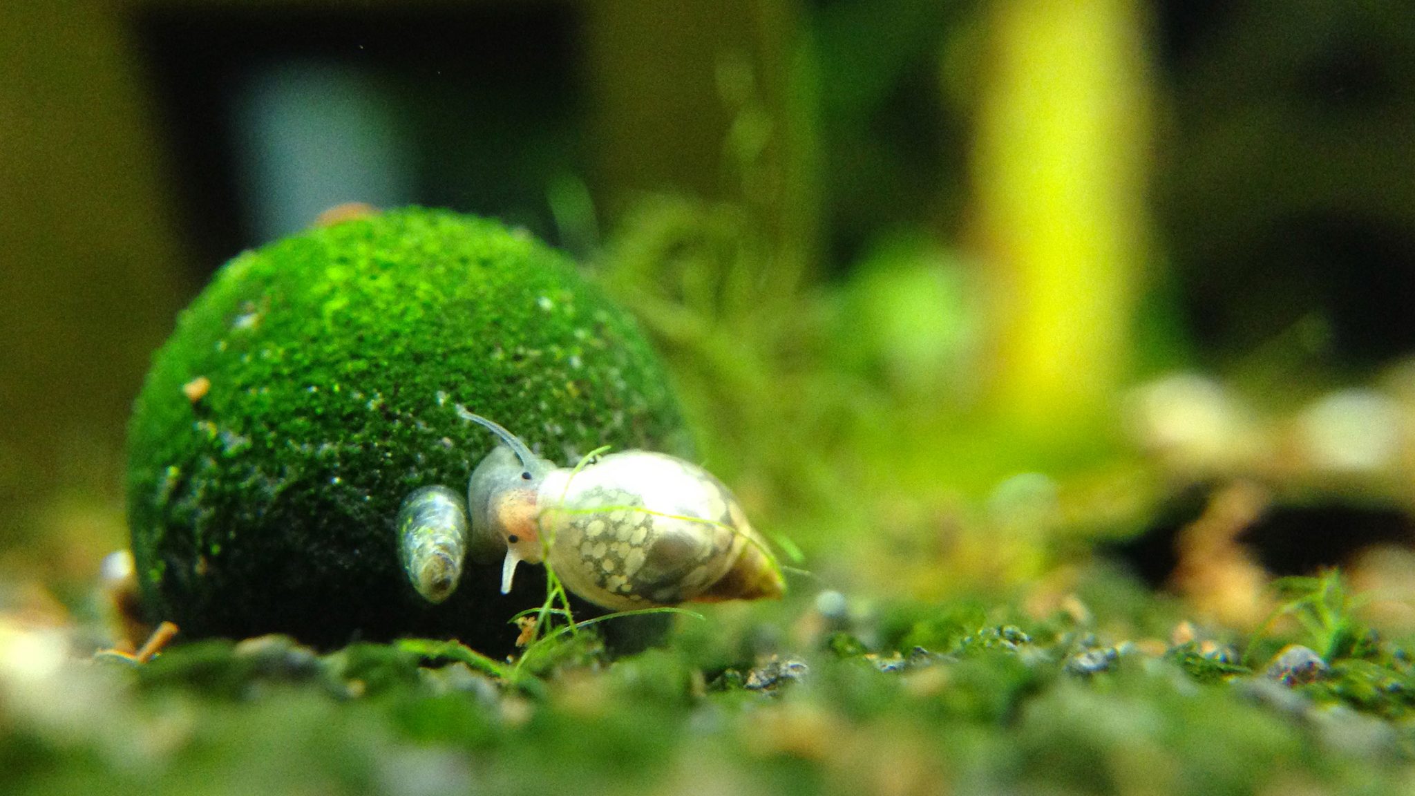Les escargots dans l'aquarium - Annie Roi