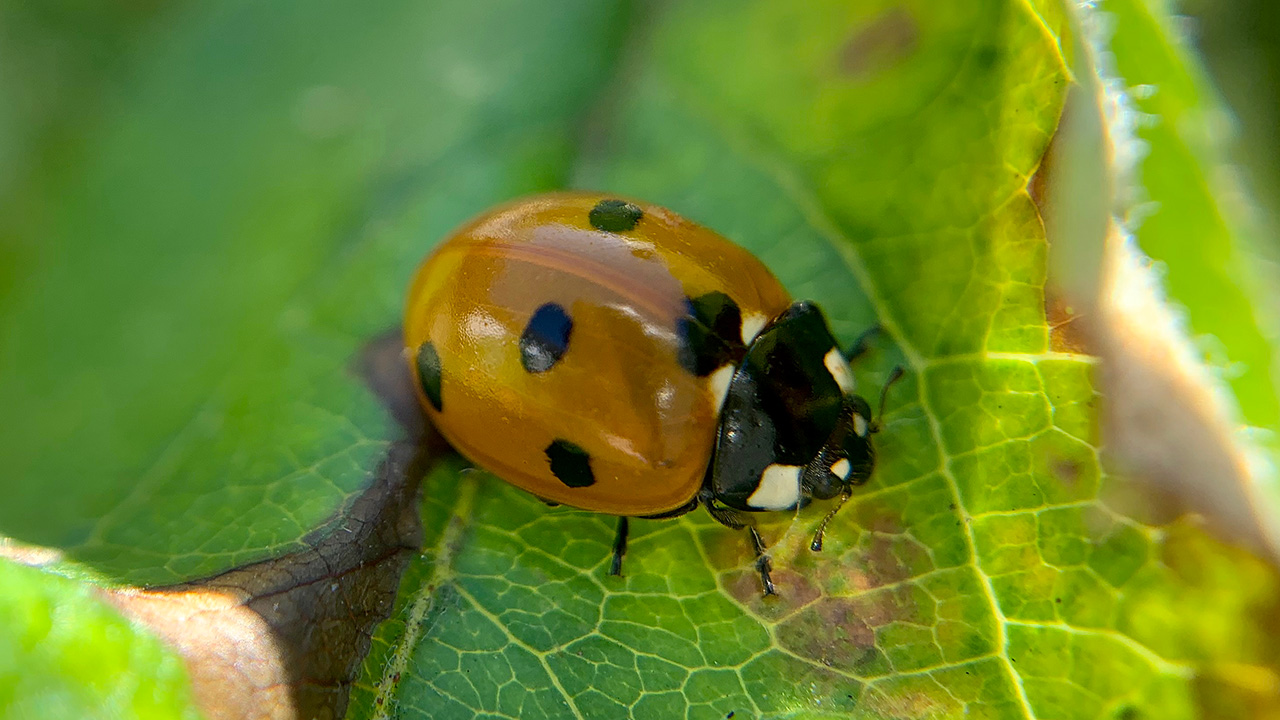 Coccinelle Europe
