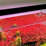 Chihiros WRGB II Slim LED Light Aquarium avec plantes rouges