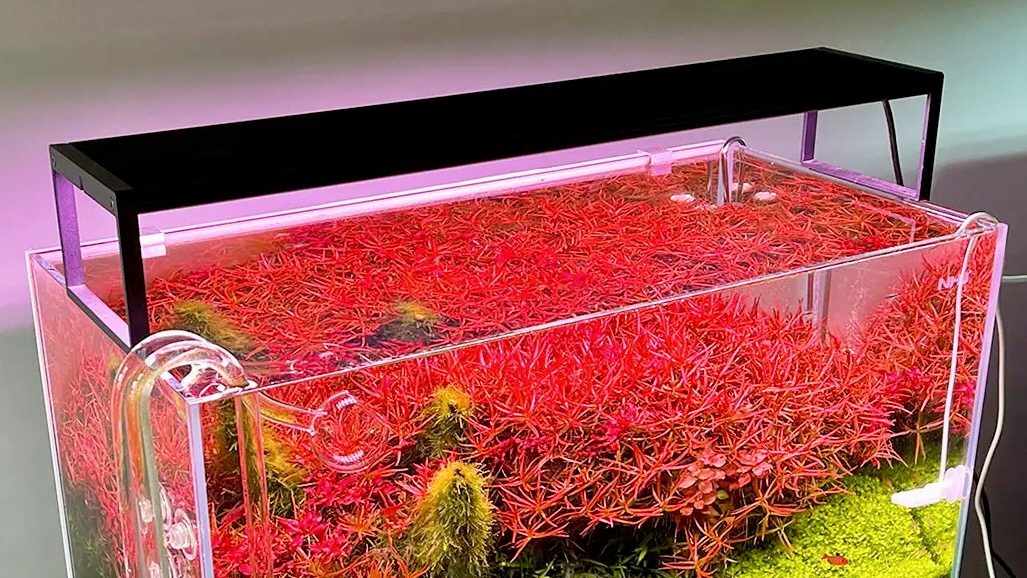 Chihiros WRGB II Slim LED Light Aquarium avec plantes rouges