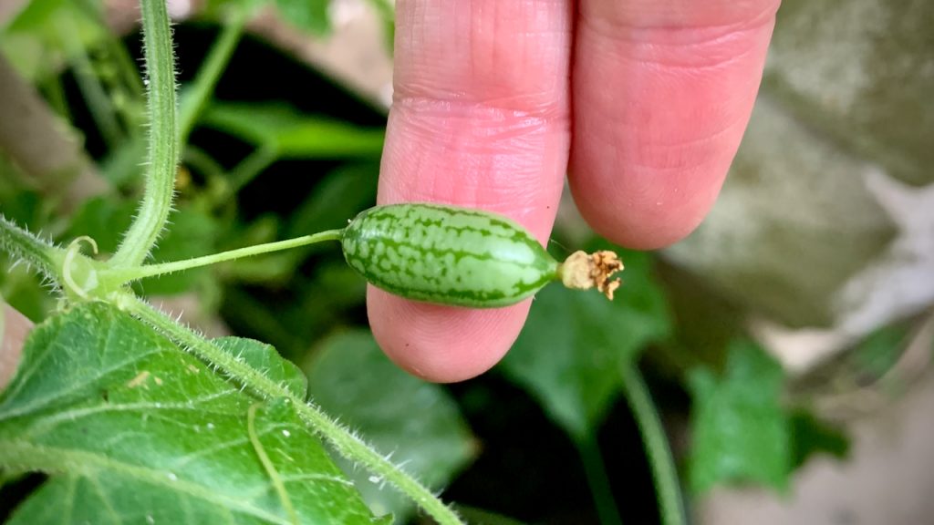 Mini concombre mexicain 'Olé!' - Zehneria scabra