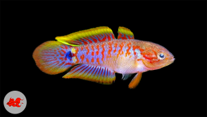 Tateurndina ocellicauda - poisson d'aquarium