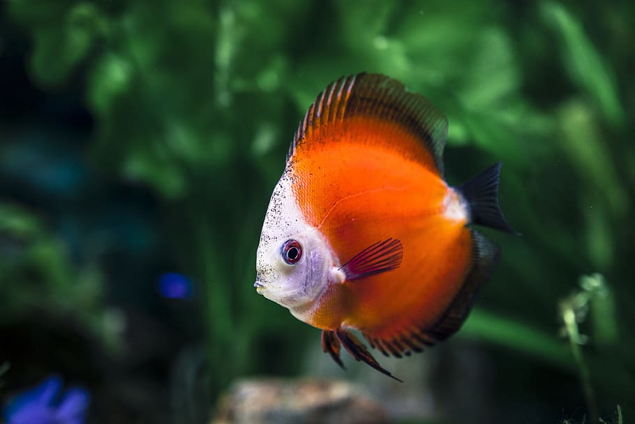 Les 10 poissons les plus chers du monde - Annie Roi