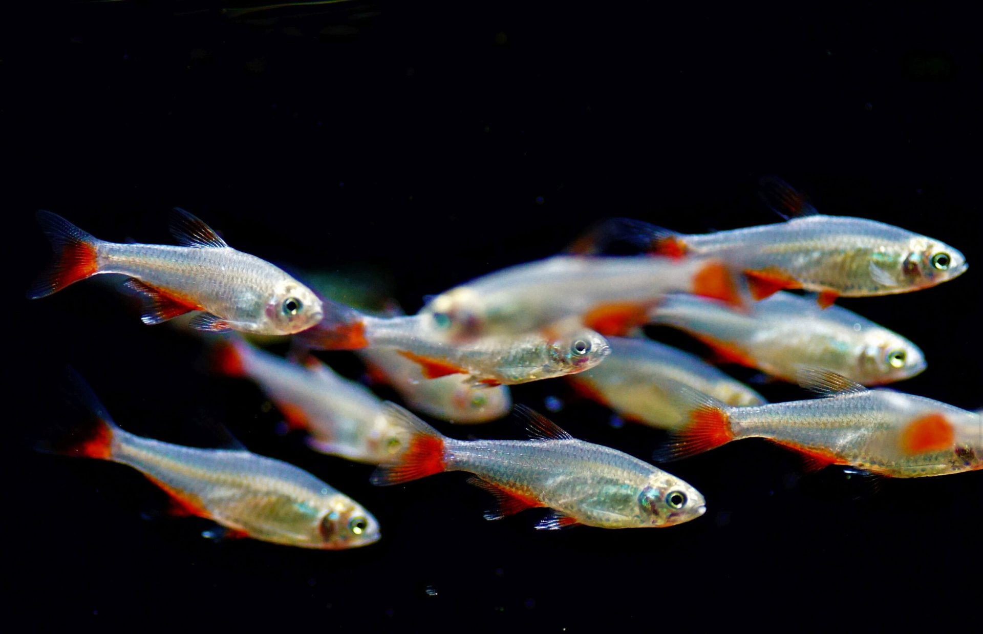 10 poissons d'aquarium d'eau froide (sans chauffage) - Annie Roi