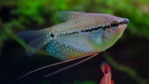 Poisson d'aquarium Gourami perlé