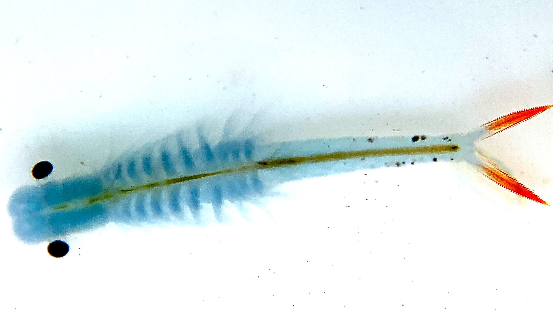 Fairy shrimp Streptocephalus sirindhornae