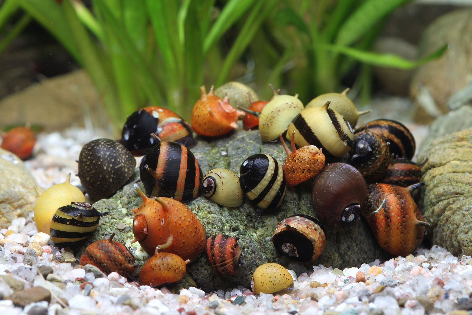 Escargots Clithon mangeurs d'algues pour nano aquariums